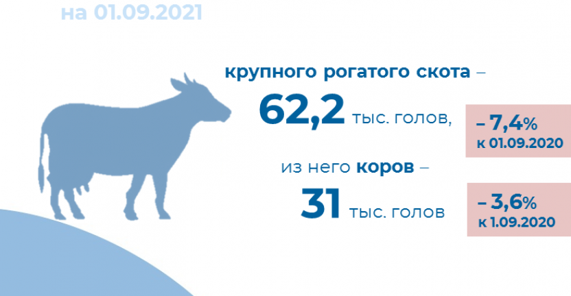 О поголовье скота на 1 сентября 2021 года